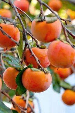 Fuyu Persimmon Tree - 3 Gallon Pot -Garden Plants diospyros kaki fuyu persimmon tree 3