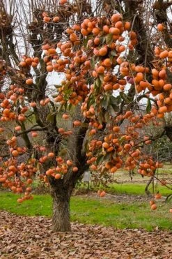 Fuyu Persimmon Tree - 3 Gallon Pot -Garden Plants diospyros kaki fuyu persimmon tree 5