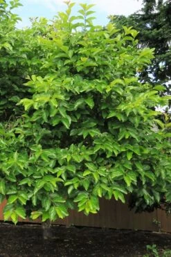 Fuyu Persimmon Tree - 3 Gallon Pot -Garden Plants diospyros kaki fuyu persimmon tree 7