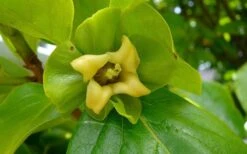 Fuyu Persimmon Tree - 3 Gallon Pot -Garden Plants diospyros kaki fuyu persimmon tree 9