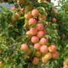 Lucky Asian Plum Bundle No. 1 -Garden Plants early golden 1