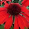 Panama Red Coneflower (Echinacea) - 1 Gallon Pot -Garden Plants echinacea panama red coneflower 1