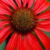 Tomato Soup Coneflower (Echinacea) - 1 Gallon Pot -Garden Plants echinacea tomato soup coneflower 2