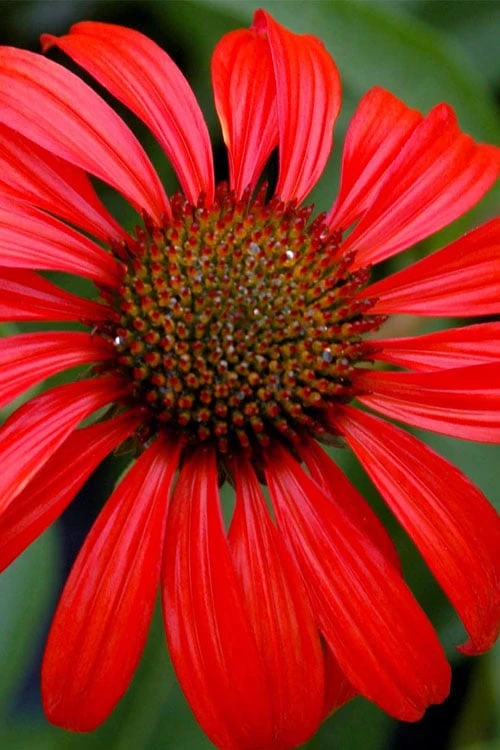 Tomato Soup Coneflower (Echinacea) - 1 Gallon Pot 3 Tomato Soup Coneflower (Echinacea) - 1 Gallon Pot