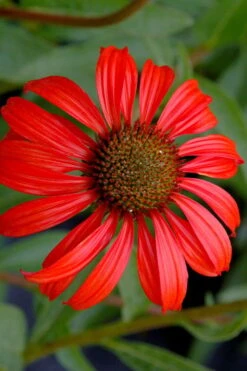 Tomato Soup Coneflower (Echinacea) - 1 Gallon Pot 13 Tomato Soup Coneflower (Echinacea) - 1 Gallon Pot -Garden Plants echinacea tomato soup coneflower 3
