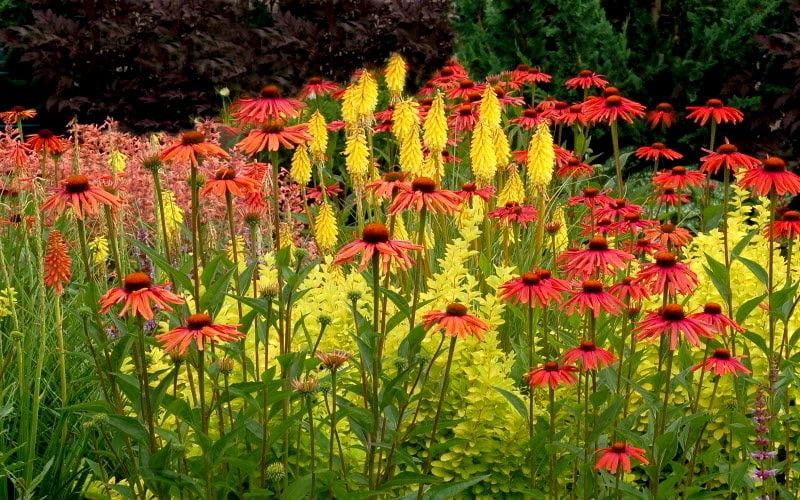 Tomato Soup Coneflower (Echinacea) - 1 Gallon Pot 8 Tomato Soup Coneflower (Echinacea) - 1 Gallon Pot - Image 6