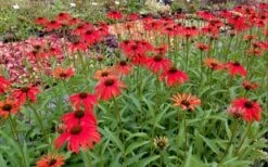 Tomato Soup Coneflower (Echinacea) - 1 Gallon Pot 12 Tomato Soup Coneflower (Echinacea) - 1 Gallon Pot -Garden Plants echinacea tomato soup coneflower 6