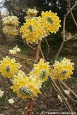 Edgeworthia Chrysantha - Paper Bush - 1 Gallon Pot 19 Edgeworthia Chrysantha - Paper Bush - 1 Gallon Pot -Garden Plants edgeworthia chrysantha 200