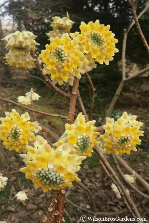 Edgeworthia Chrysantha - Paper Bush - 1 Gallon Pot 7 Edgeworthia Chrysantha - Paper Bush - 1 Gallon Pot - Image 5