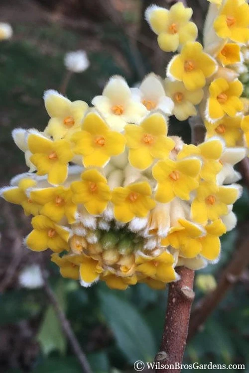 Edgeworthia Chrysantha - Paper Bush - 1 Gallon Pot 3 Edgeworthia Chrysantha - Paper Bush - 1 Gallon Pot
