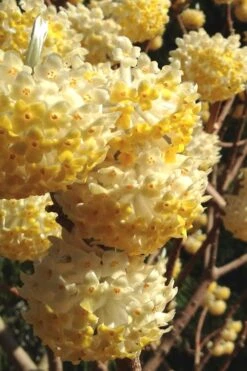 Snow Cream Edgeworthia Paper Bush - 5 Gallon