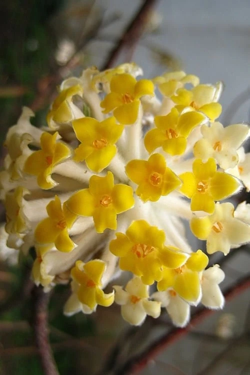 Snow Cream Edgeworthia Paper Bush - 5 Gallon 8 Snow Cream Edgeworthia Paper Bush - 5 Gallon - Image 6