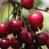 English Morello Cherry -Garden Plants english morello 2