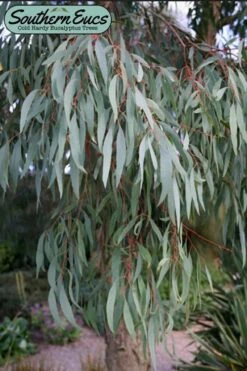 Angus Cold Hardy Eucalyptus Tree (Eucalyptus Nicholii) - Quart Pot -Garden Plants eucalyoptus nicholii angus 1 4