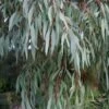 Angus Cold Hardy Eucalyptus Tree (Eucalyptus Nicholii) - 1 Gallon Pot -Garden Plants eucalyoptus nicholii angus 1 5