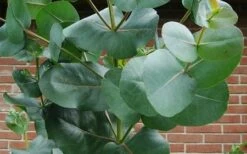 Big O Cold Hardy Eucalyptus Tree (Eucalyptus Neglecta) - 5 Gallon Pot (4-5') 16 Big O Cold Hardy Eucalyptus Tree (Eucalyptus Neglecta) - 5 Gallon Pot (4-5') -Garden Plants eucalyptus bigo leaves