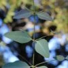 Grace Cold Hardy Eucalyptus Tree (Eucalyptus Elliptica) - 3 Quart Pot 1 Grace Cold Hardy Eucalyptus Tree (Eucalyptus Elliptica) - 3 Quart Pot -Garden Plants eucalyptus elliptica grace 1 2
