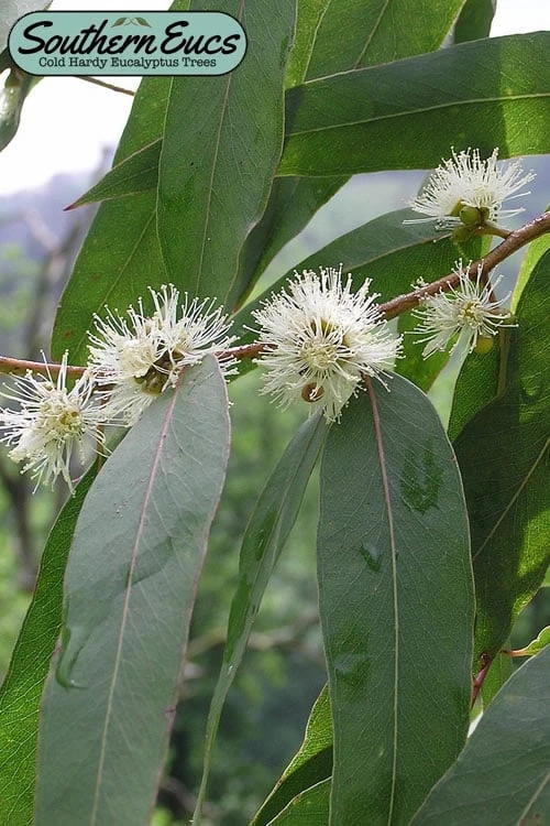 Jersey Girl Cold Hardy Eucalyptus Tree (Eucalyptus Macarthurii) - 2 Gallon Pot 3 Jersey Girl Cold Hardy Eucalyptus Tree (Eucalyptus Macarthurii) - 2 Gallon Pot