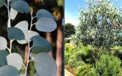 Mappa Tassie Cold Hardy Eucalyptus Tree (Eucalyptus Pauciflora) - 3 Quart Pot 12 Mappa Tassie Cold Hardy Eucalyptus Tree (Eucalyptus Pauciflora) - 3 Quart Pot -Garden Plants eucalyptus mappa tassie combo 2