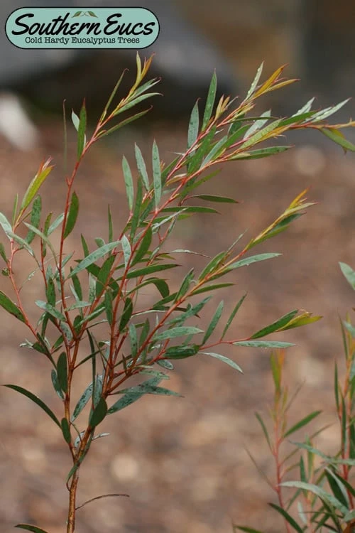 Skinny Minny Hardy Eucalyptus Tree (Eucalyptus Moorei) - 6 Pack Of 1 Gallon Pots 3 Skinny Minny Hardy Eucalyptus Tree (Eucalyptus Moorei) - 6 Pack Of 1 Gallon Pots