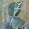 Big O Cold Hardy Eucalyptus Tree (Eucalyptus Neglecta) - 3 Gallon Pot -Garden Plants eucalyptus neglecta big 0 1 6