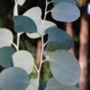 Mappa Tassie Cold Hardy Eucalyptus Tree (Eucalyptus Pauciflora) - 2 Gallon Pot -Garden Plants eucalyptus pauciflora mappa tassie 1 1