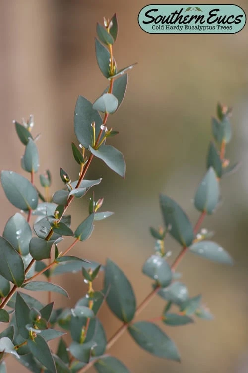 Sheila Cold Hardy Eucalyptus Tree (Eucalyptus Stellulata) - 3 Gallon Pot 3 Sheila Cold Hardy Eucalyptus Tree (Eucalyptus Stellulata) - 3 Gallon Pot