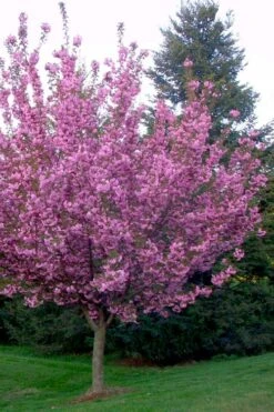 Kwanzan Pink Double Flowering Cherry Tree - 3 Gallon Pot -Garden Plants flowering cherry kwansan 4