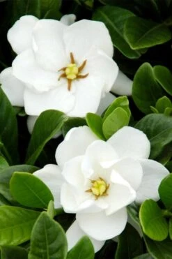 Buttons Gardenia - 1 Gallon Pot -Garden Plants gardenia buttons 1