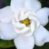 Buttons Gardenia - 1 Gallon Pot -Garden Plants gardenia buttons 2