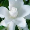 Celestial Star Gardenia - 1 Gallon Pot 1 Celestial Star Gardenia - 1 Gallon Pot -Garden Plants gardenia celestial star 1