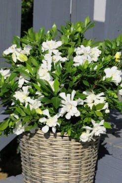 Celestial Star Gardenia - 1 Gallon Pot -Garden Plants gardenia celestial star 3