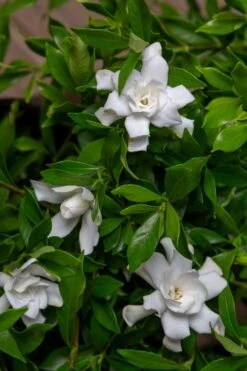 Fool Proof Gardenia - 3 Gallon Pot 9 Fool Proof Gardenia - 3 Gallon Pot -Garden Plants gardenia fool proof 4 1
