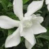 Frost Proof Gardenia - 1 Gallon Pot 2 Frost Proof Gardenia - 1 Gallon Pot -Garden Plants gardenia frost proof 15 2