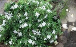 Frost Proof Gardenia - 1 Gallon Pot -Garden Plants gardenia frost proof 50 2