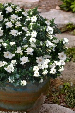 Buttons Gardenia - 1 Gallon Pot -Garden Plants gardenia jasminoides buttons 10