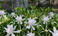 Crescent Moon Dwarf Gardenia - 6 Pack Of 1 Gallon Pots 11 Crescent Moon Dwarf Gardenia - 6 Pack Of 1 Gallon Pots -Garden Plants gardenia jasminoides crescent moon dwarf creeping 2 1