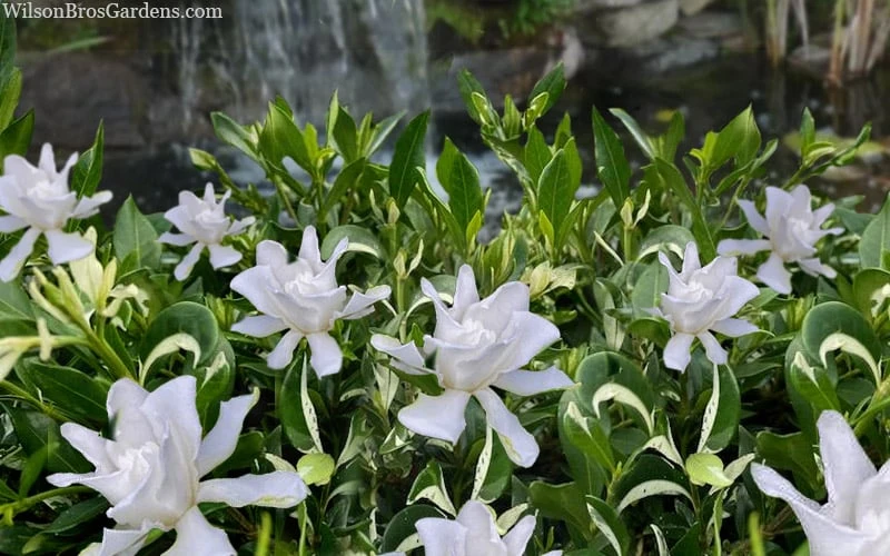 Crescent Moon Dwarf Gardenia - 1 Gallon Pot 7 Crescent Moon Dwarf Gardenia - 1 Gallon Pot - Image 5