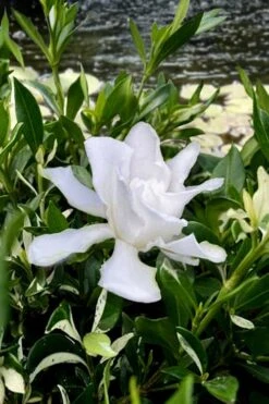 Crescent Moon Dwarf Gardenia - 1 Gallon Pot 10 Crescent Moon Dwarf Gardenia - 1 Gallon Pot -Garden Plants gardenia jasminoides crescent moon dwarf creeping 6