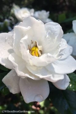 Crown Jewel Gardenia - 1 Gallon Pot 15 Crown Jewel Gardenia - 1 Gallon Pot -Garden Plants gardenia jasminoides crown jewel 11 1