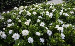 Crown Jewel Gardenia - 6-Pack Of 1 Gallon Pots 13 Crown Jewel Gardenia - 6-Pack Of 1 Gallon Pots -Garden Plants gardenia jasminoides crown jewel 12