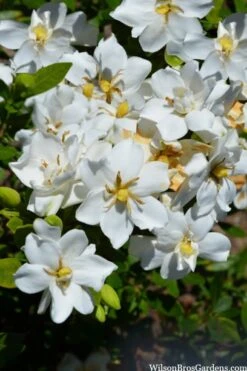 Snow Flurry Hardy Gardenia - 1 Gallon Pot -Garden Plants gardenia jasminoides snow flurry 2