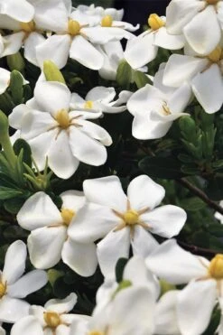 Snow Girl Hardy Dwarf Gardenia - 3 Gallon Pot -Garden Plants gardenia jasminoides snow girl 1