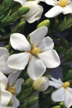 Snow Girl Hardy Dwarf Gardenia - 3 Gallon Pot -Garden Plants gardenia jasminoides snow girl 2