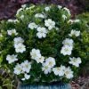 Snow Globe Gardenia - 3 Gallon Pot -Garden Plants gardenia jasminoides snow globe 1