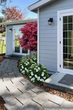 Snow Globe Gardenia - 1 Gallon Pot 11 Snow Globe Gardenia - 1 Gallon Pot -Garden Plants gardenia jasminoides snow globe 3 1