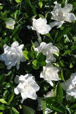 Snow Puff Hardy Gardenia - 1 Gallon Pot 9 Snow Puff Hardy Gardenia - 1 Gallon Pot -Garden Plants gardenia jasminoides snow puff 2 2