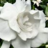 Snow Puff Hardy Gardenia - 3 Gallon Pot 1 Snow Puff Hardy Gardenia - 3 Gallon Pot -Garden Plants gardenia jasminoides snow puff 4 1