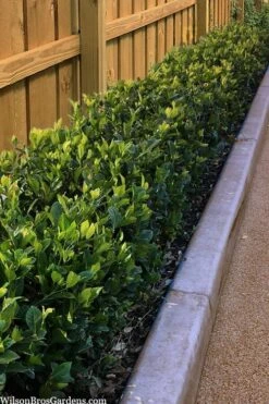 Summer Snow Gardenia - 3 Gallon Pot -Garden Plants gardenia jasminoides summer snow 11