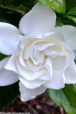Summer Snow Gardenia - 3 Gallon Pot -Garden Plants gardenia jasminoides summer snow 3